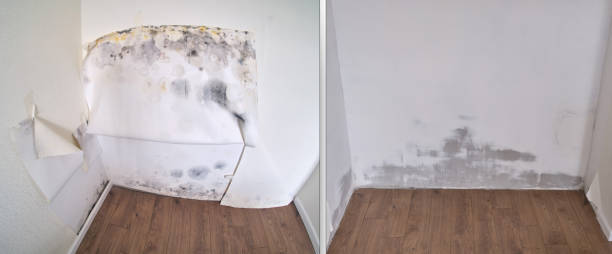 Best Commercial Mold Removal  in Wakefield, MI